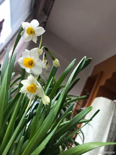 又有两朵水仙花绽开了,和之前的一朵排成一列.绿萝叶片青绿,茎干细长.