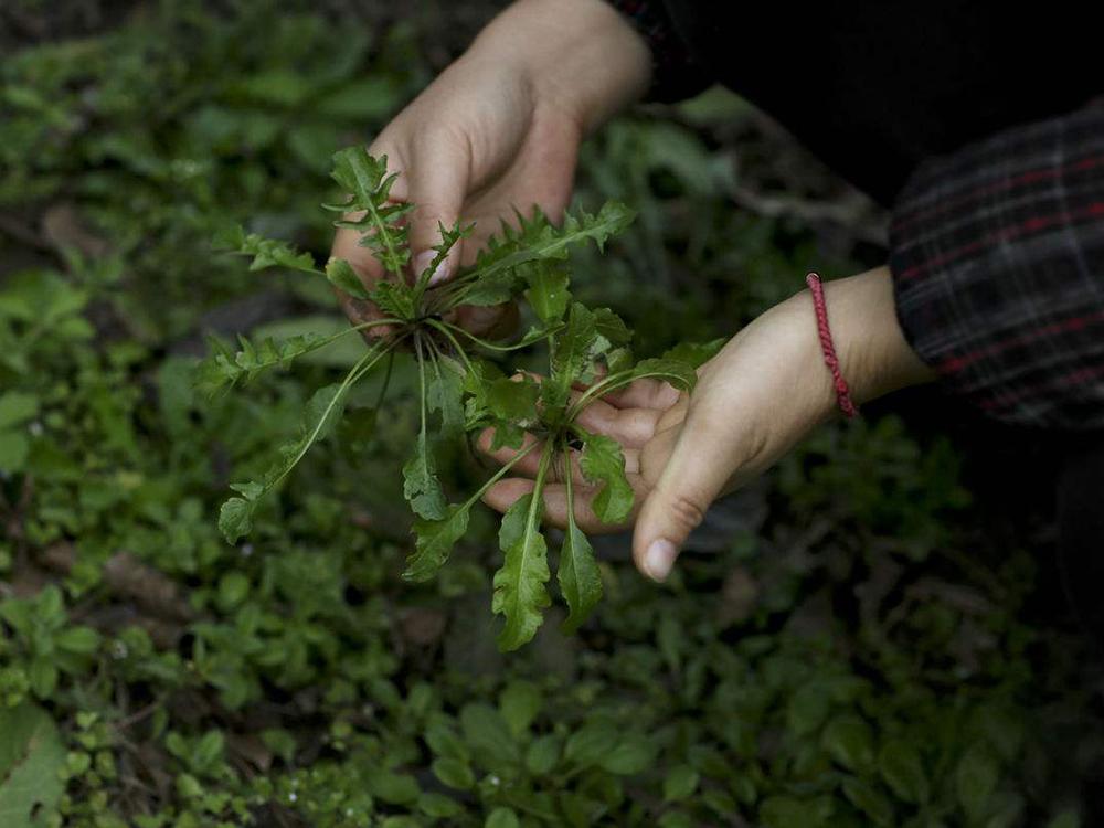 在我国唐代,人们要在立春这天去野外郊游,挖荠菜,然后用荠菜和肉馅一