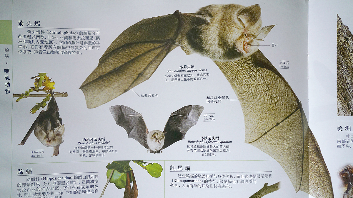 也让这些地区的蝙蝠种类和数量变得复杂,因为栖息地的缩减,蝙蝠和当地