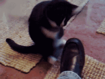 350_264gif 动态图 动图