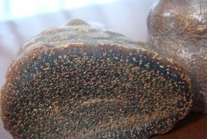 犀牛角究竟有何药用价值古人说可以入药科学家说啥用没有