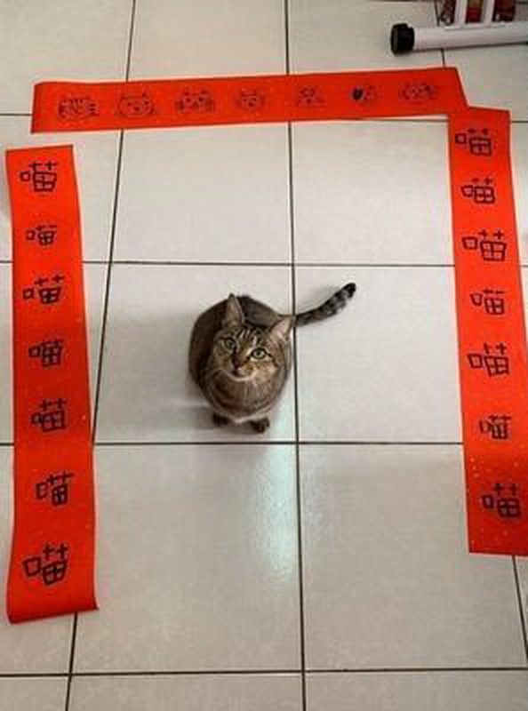 过年啦,猫咪也要贴对联,小主人用喵星语写对联,你能看得懂吗?