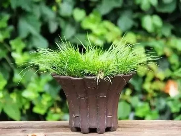 防疫,本草香药展身手!_瘟疫