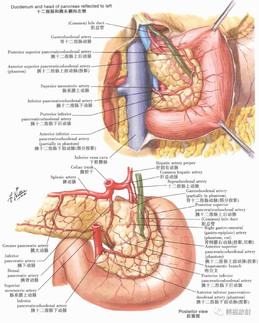 胰背动脉解剖图片