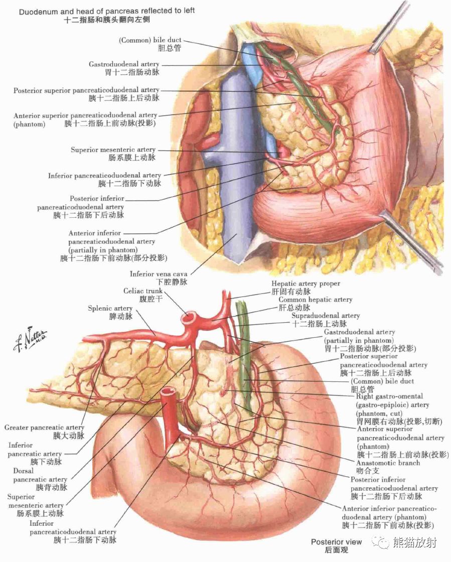 胰腺血管解剖图图片