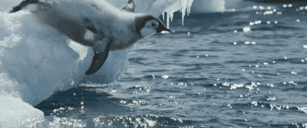 600_250gif 动态图 动图