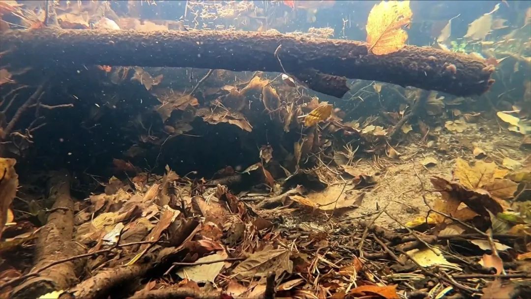 水流带着树叶漂流犹如在水中起舞一般↓小鱼躲在阴暗的水草丛中,其实