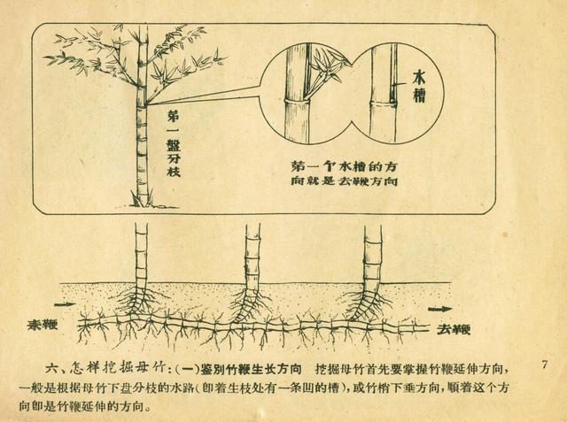 科学讲解竹子竹鞭走向图片