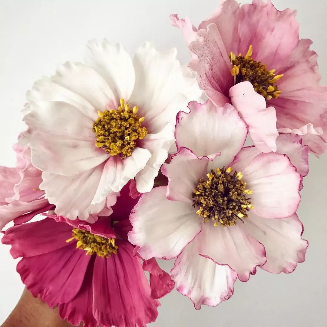 送你一枝花,甜甜的,美美的!_photo