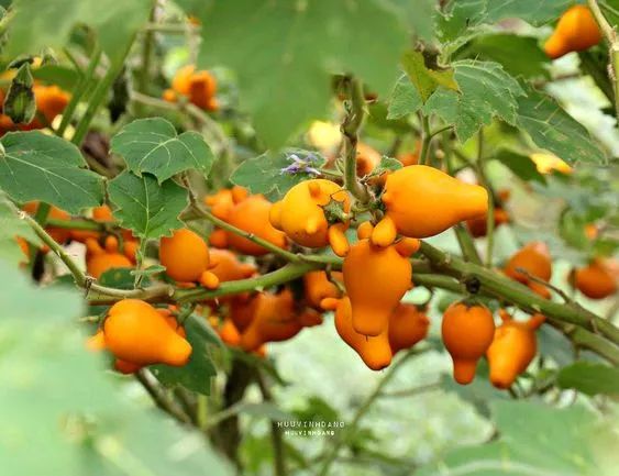 少儿花艺 | 鼠年教你做一个超萌的袋鼠!_课程