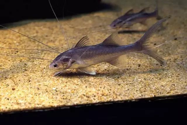 每日一鱼长指马鲅千手观音鱼有数条极长的鳍丝