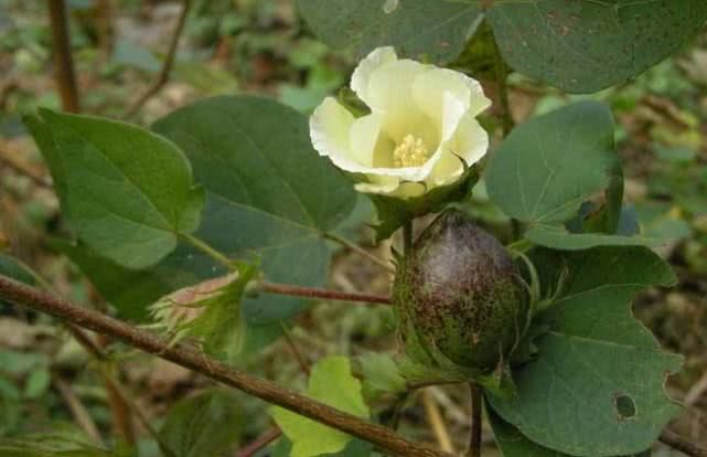 棉花根的藥效與藥性