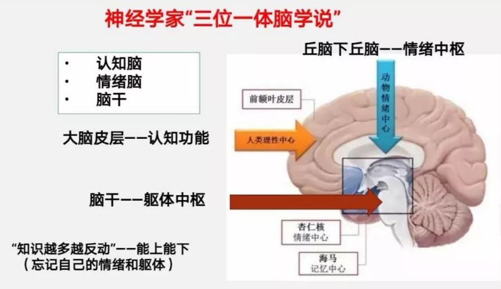 三位一体脑图片