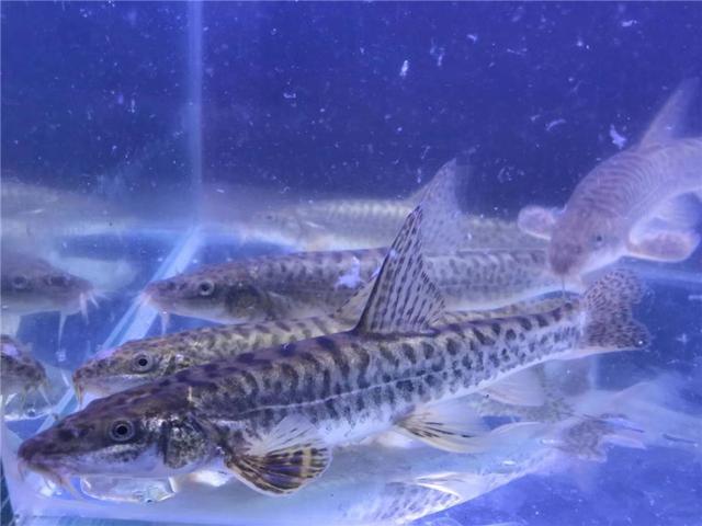 野生花斑副沙鳅的移养驯化亲鱼培育与人工繁殖