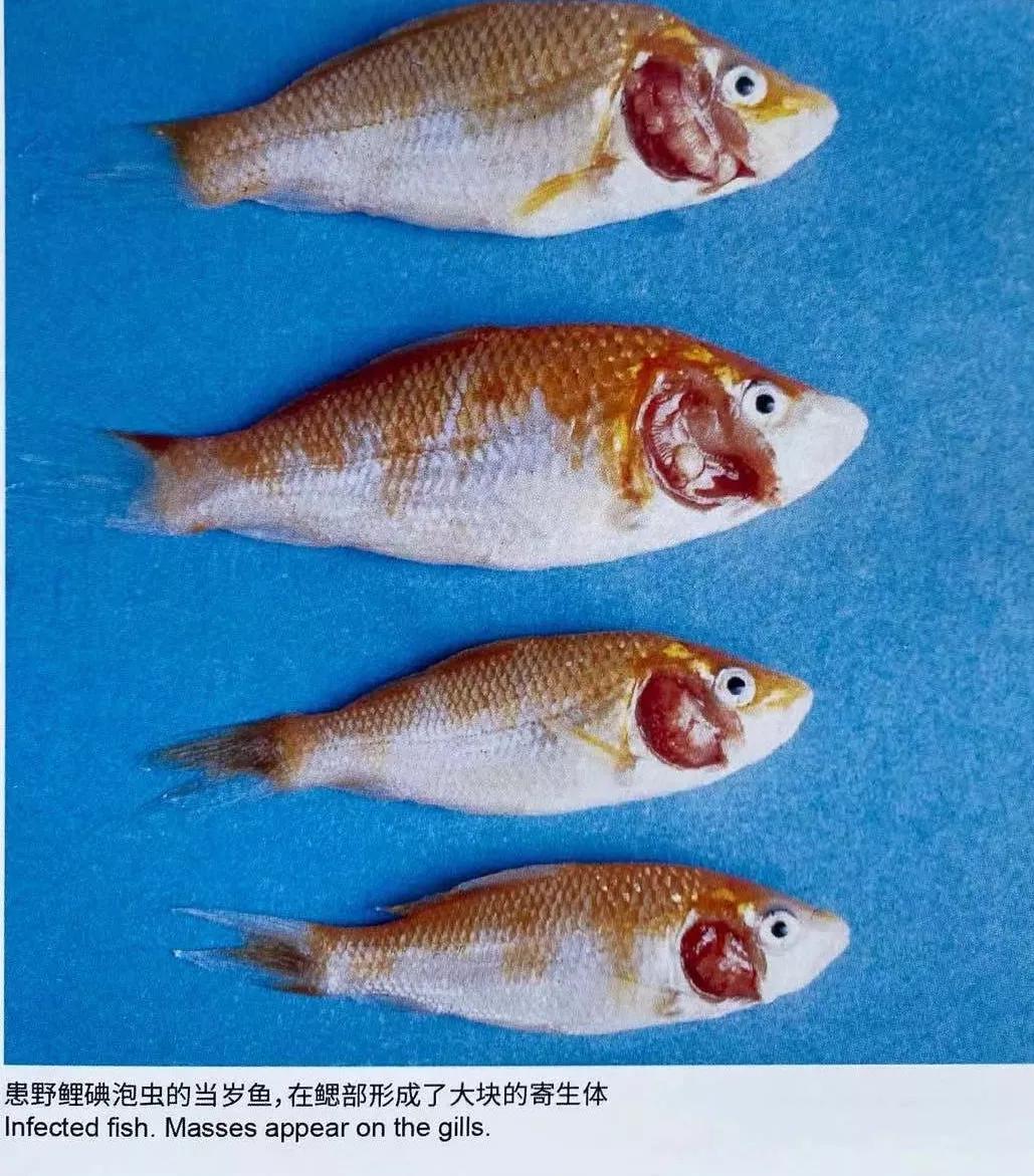 寄生鲤碘泡虫的鳃碘泡虫病