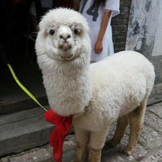 这是会吐口水的羊驼,它好像对我很感兴趣 它傻傻