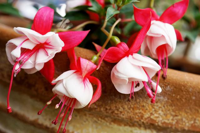 倒挂金钟总养不好?不怪你,学会长个就掐尖,花开艳丽还爆盆