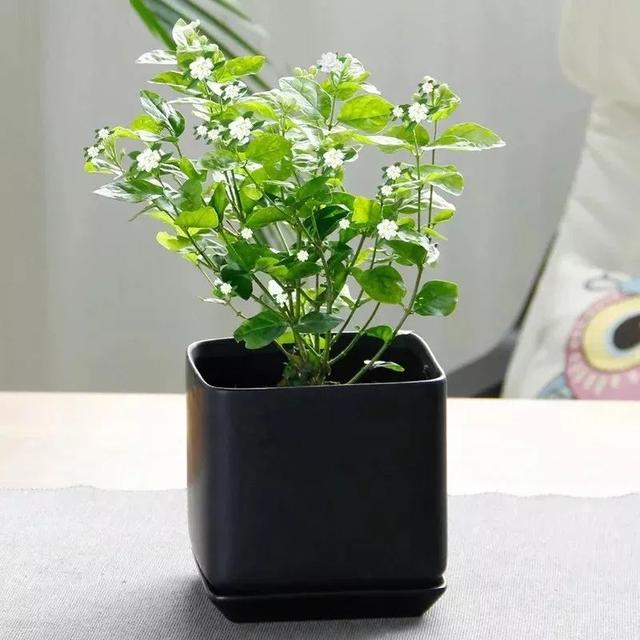 卧室必养的五种植物杀菌消炎安神又助眠你家有几种