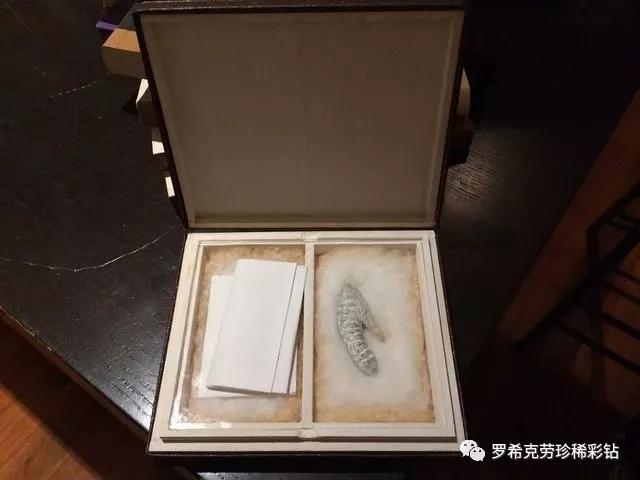 拿破仑的丁丁 遗物图片