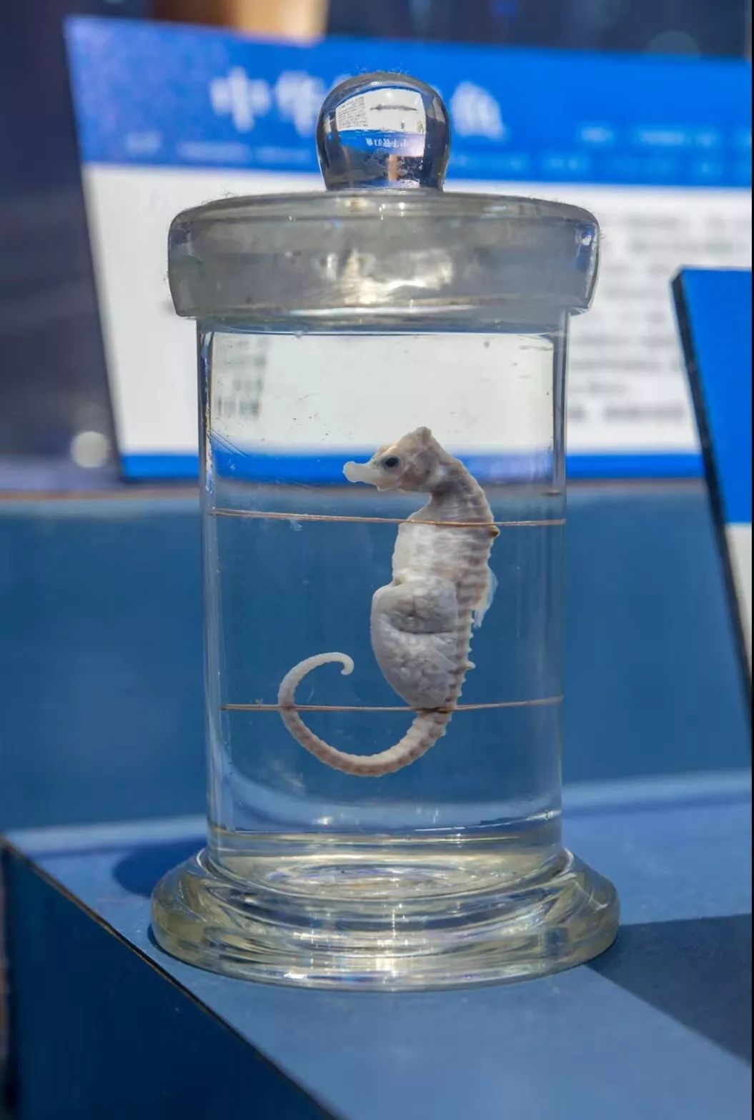 vr全景语音导览—海马