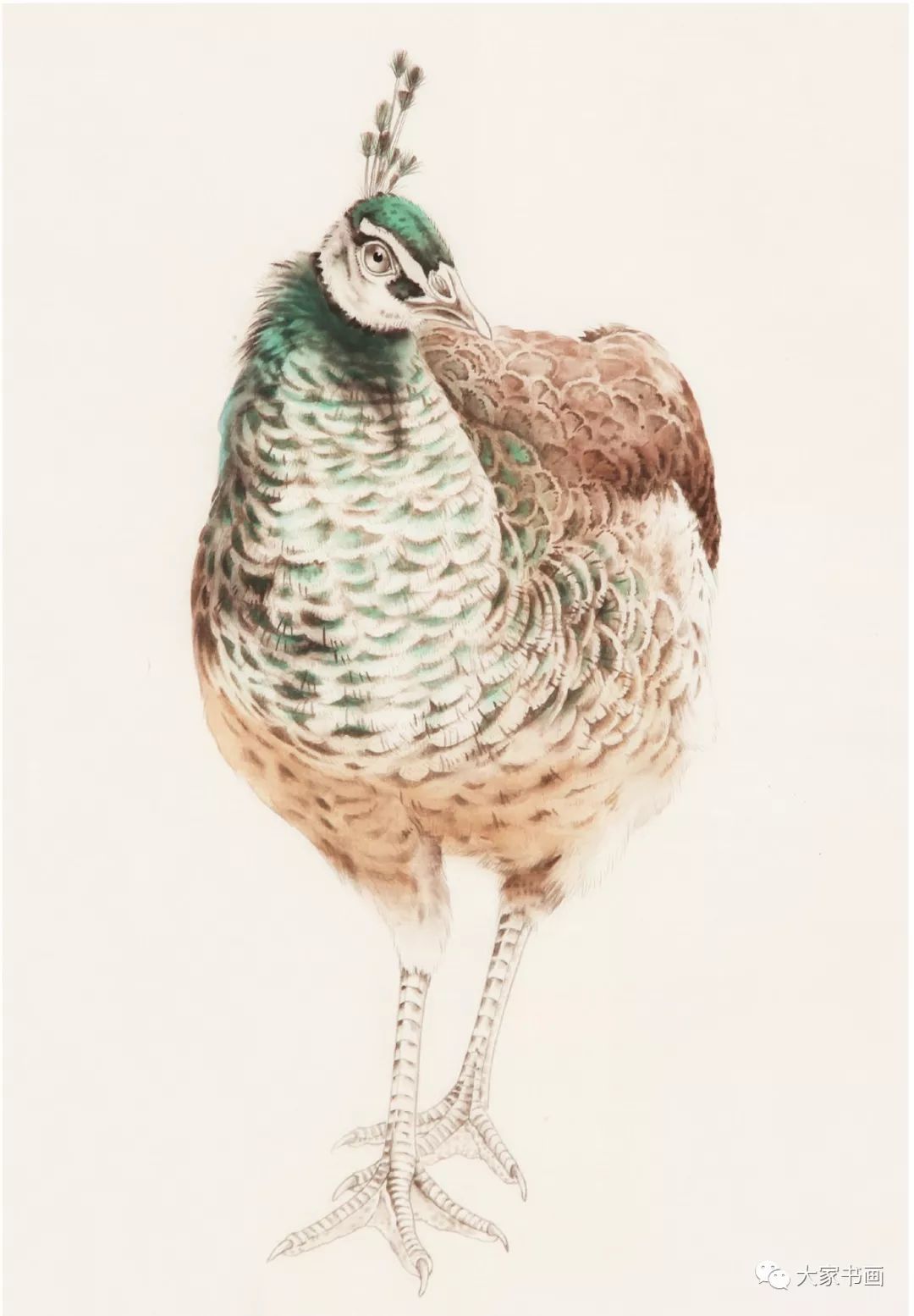 步骤一:用淡墨勾雌孔雀身体各部的羽毛,重墨勾头部,眼睛,喙和爪子.