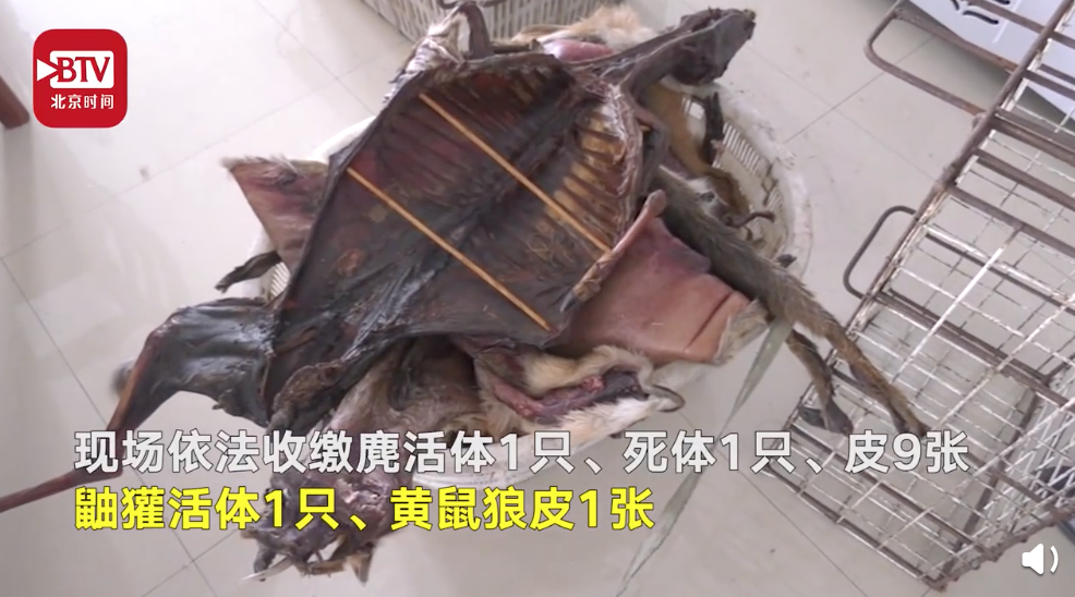 湖北一地下非法野生动物经销点被捣毁 现场查获多只野生动物