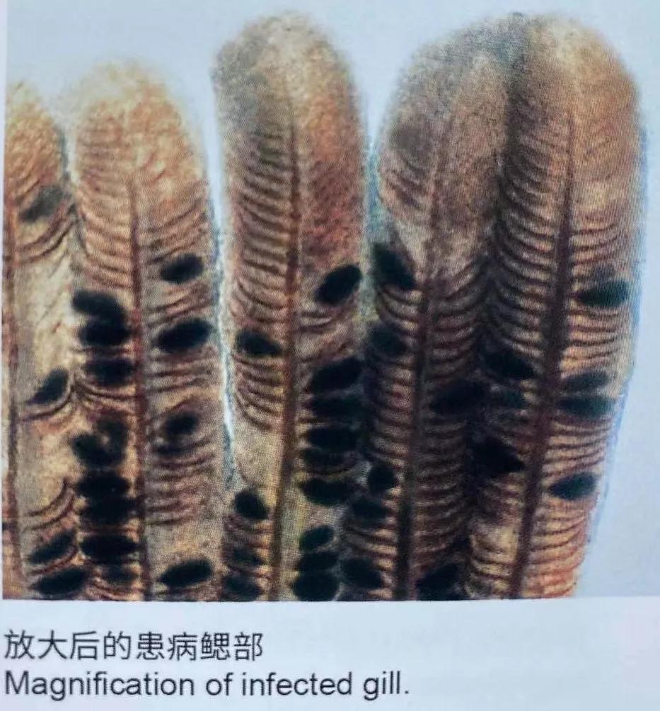 寄生鲤碘泡虫的鳃碘泡虫病