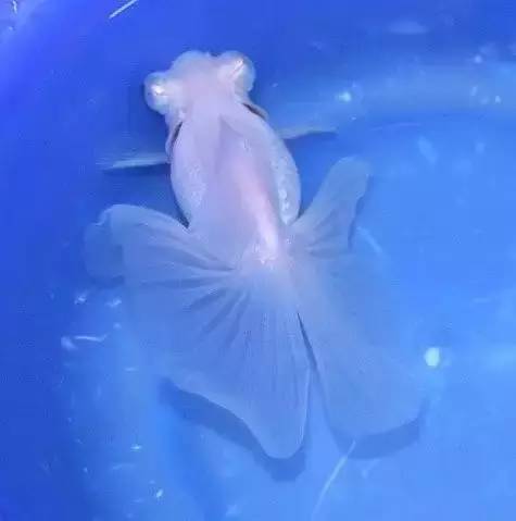 黑白蝶尾--水墨长尾红白琉金包金荧鳞短尾琉金十二红龙睛朋友,在春节