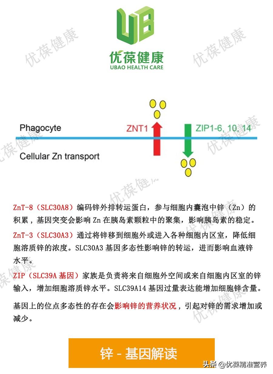 营养基因锌可以有效提高免疫力抵御病毒侵害