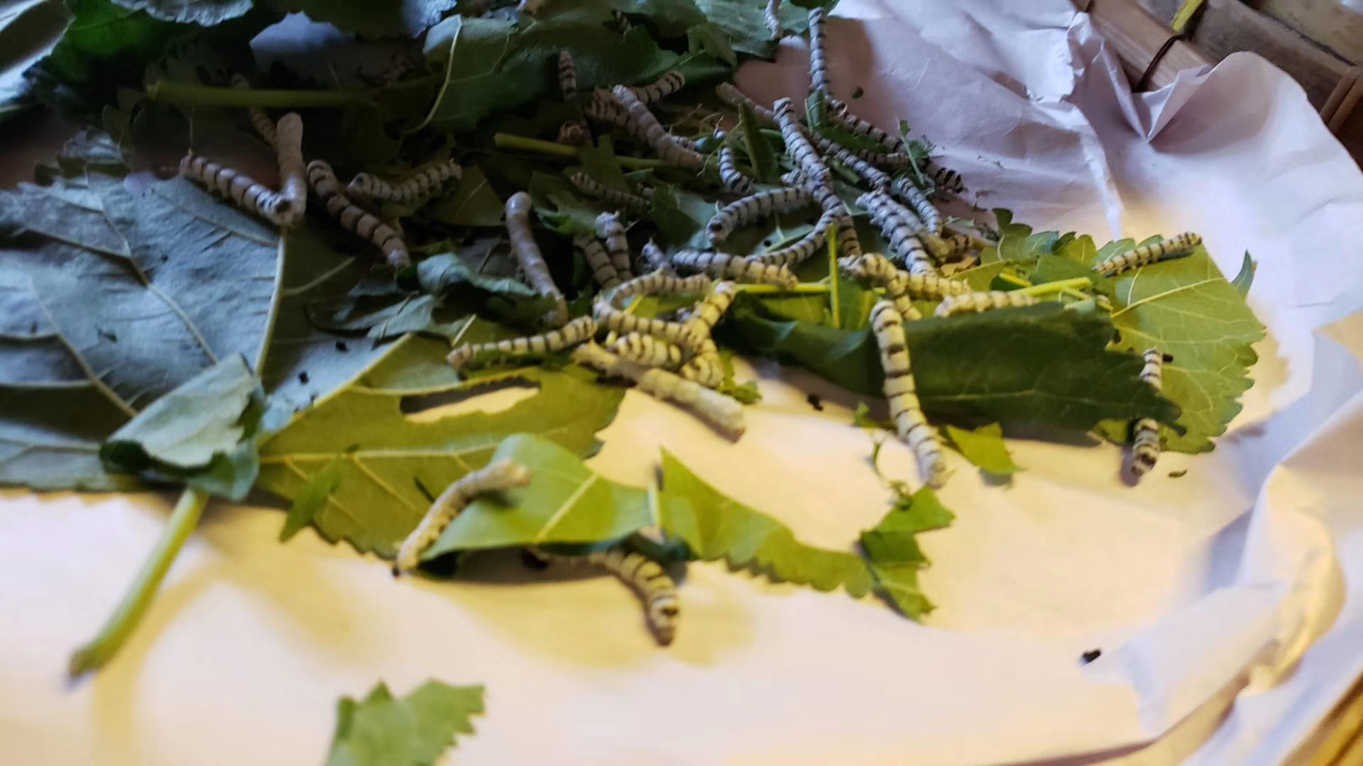 同学们在清迈泰丝村参观,从蚕宝宝的出生长大到结茧化蝶,然后蚕丝抽丝