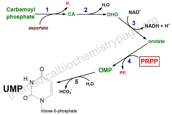 原创 嘧啶核苷酸与脱氧核糖核苷酸的合成代谢