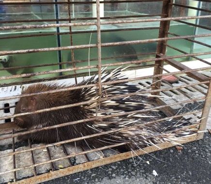 华南海鲜市场鲜为人知的照片:不要问丧钟为谁而鸣._动物园