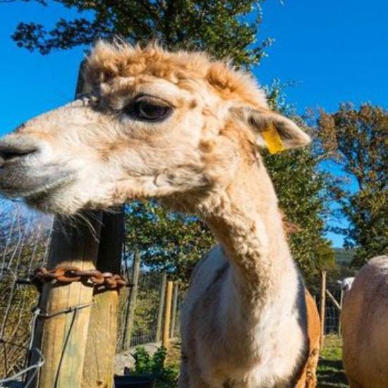 这是会吐口水的羊驼,它好像对我很感兴趣 它傻傻