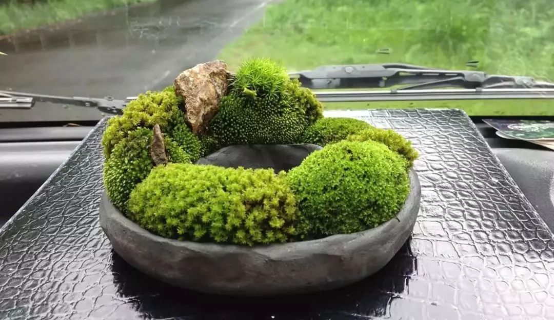 起着很重要的作用下面我们来简单的介绍一下山水盆景中苔藓的养护知识