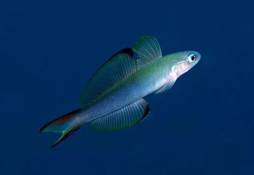 每日一鱼 | 喷射机鱼:游泳时如同尾部冒着黑烟