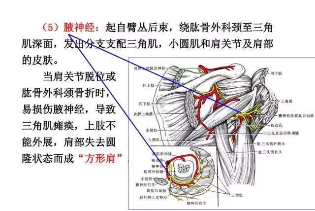 三十一对脊神经走形与支配图解