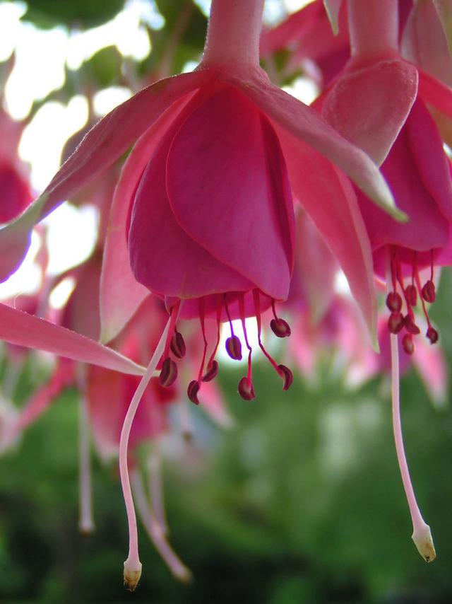 倒挂金钟总养不好?不怪你,学会长个就掐尖,花开艳丽还爆盆