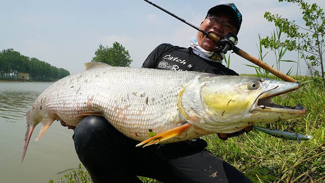 由于它专门捕食鱼类,性情十分凶猛,力气巨大因此鳡鱼有"水老虎"之称.