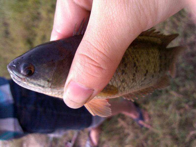 農村水塘有一種會上樹能爬山的魚是什麼魚呢看完明白了