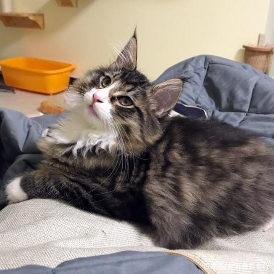 天然猫类,半长毛猫,萌化人心的颜值,真想抱起来