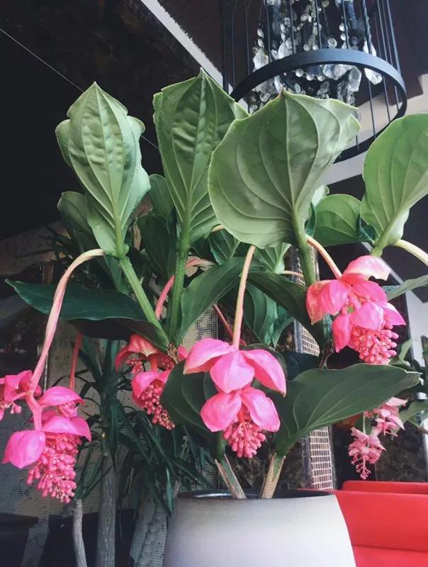 宝莲灯花是在2000年进入中国市场,因为其粉色的花,超长的花期受到了花