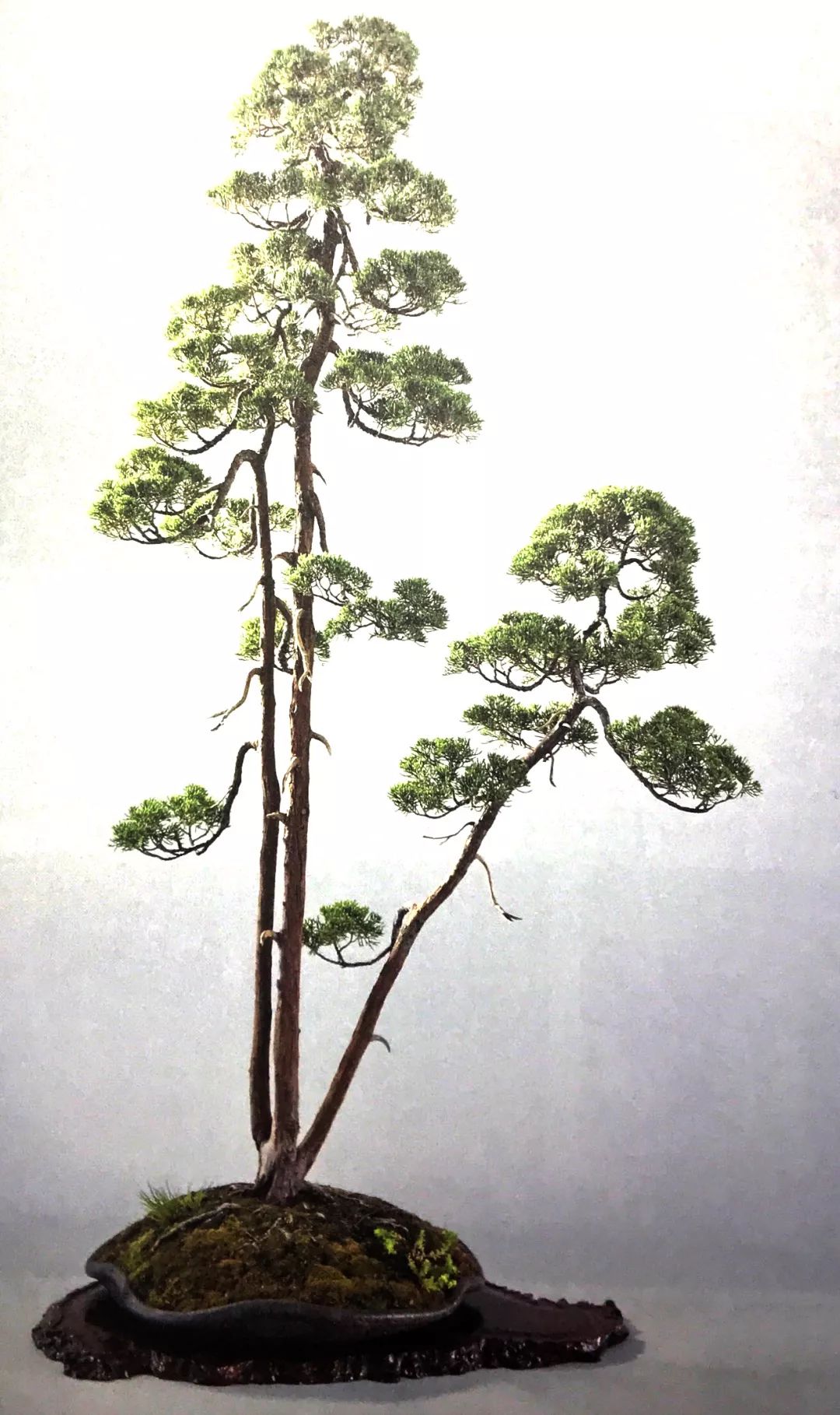 文人树盆景佳品这样炼成:一观察二构思三设计四落地_造型