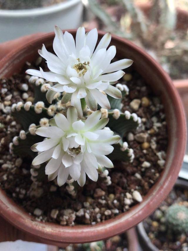 新手养仙人球记住4步养护秘籍个个胖嘟嘟年年开满花