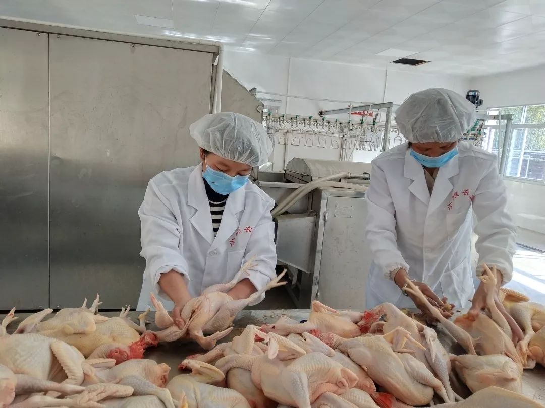 全封闭宰杀放血,沥血←电晕屠宰自动流水线白沙河田鸡从养殖基地到