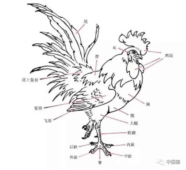 大公鸡的画法 步骤图片
