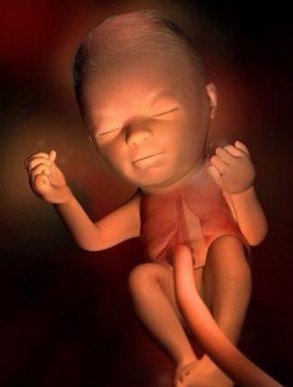 3d高清组图播放孕期胎儿发育全过程胎宝百米赛跑跟爸妈见面
