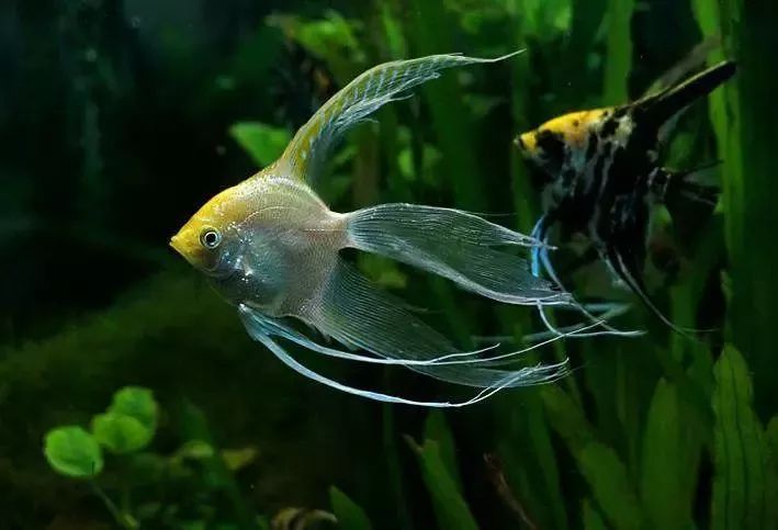 五种天使鱼祝抗疫前线的白衣天使们吉祥平安