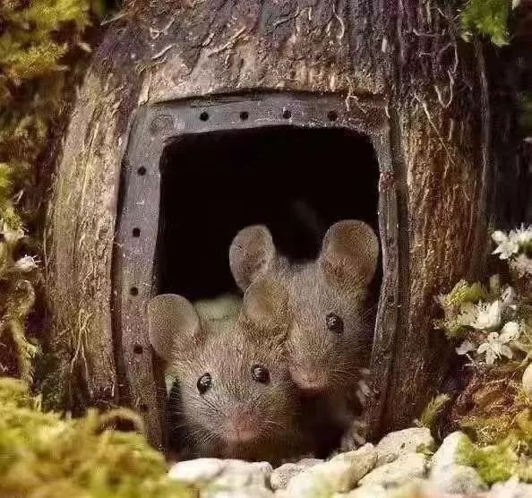 今年,过了一个标标准准的鼠年_窝里