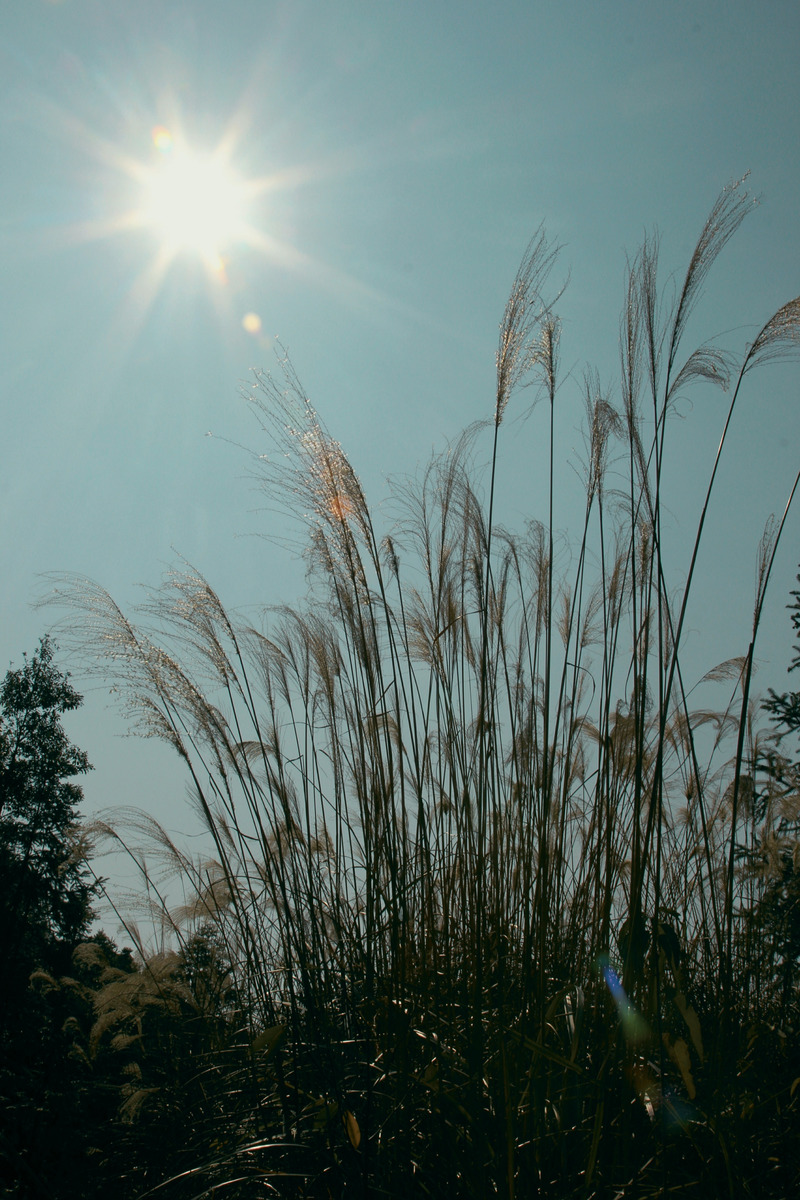 图虫静物摄影无题