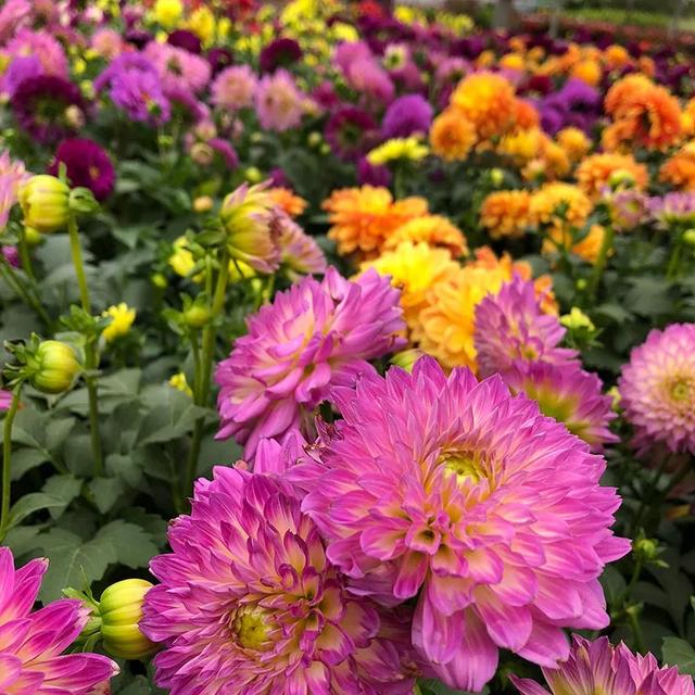 配上美国网红小花农场的美女博主,让大丽花告别了红苕花,地瓜花的土味